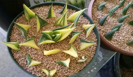 Haworthia leaf cuttings being propagated