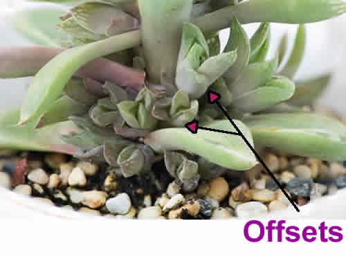 Haworthia offsets on plant