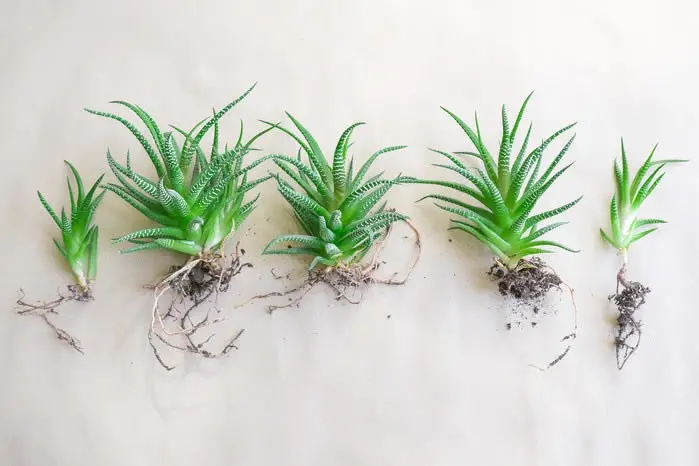 Haworthia propagation