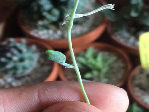 Haworthia seed pod
