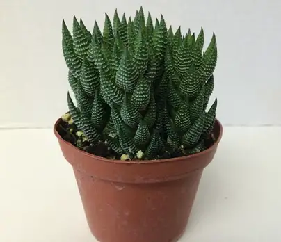 Hawthoria African pearls