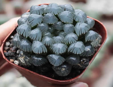 Hawthoria Cooperi Ice Lantern
