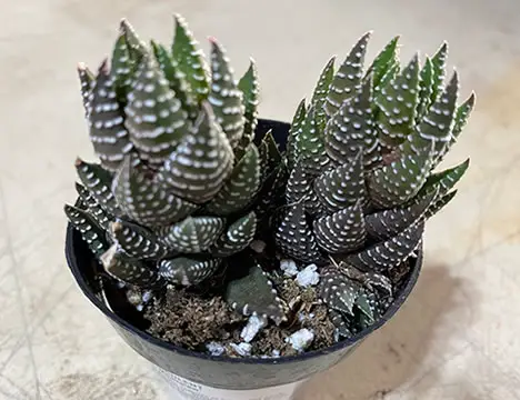 Hawthoria Reinwardtii