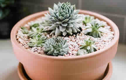Hens and Chicks sempervivum