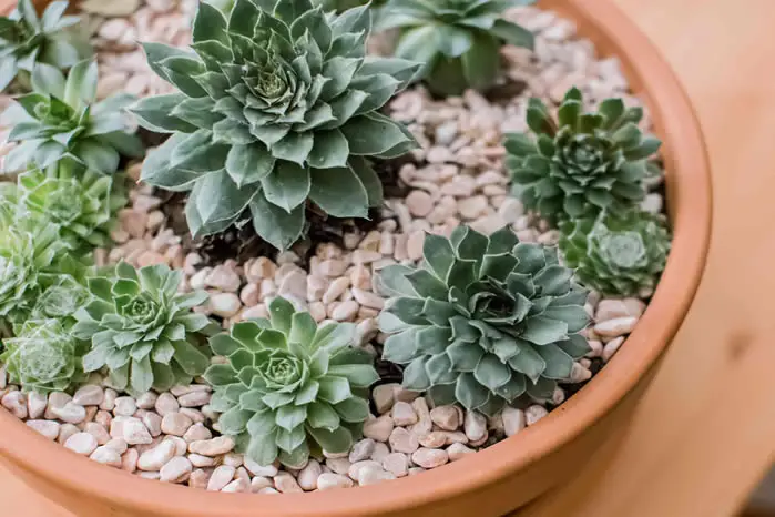 Hens and Chicks succulents