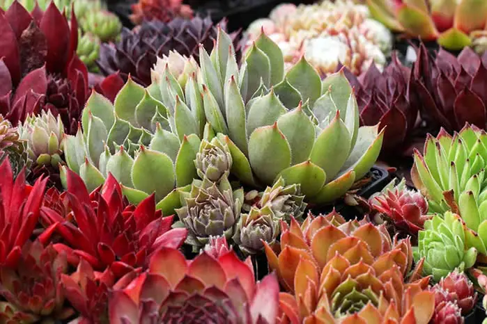 Hens and Chicks