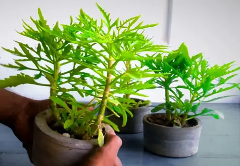 Kalanchoe laciniata