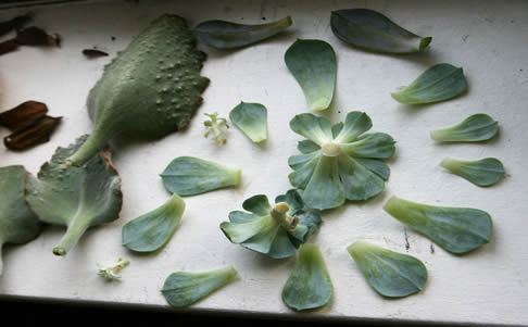 Kalanchoe leaf cuttings