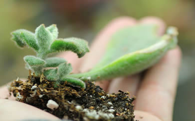 Kalanchoe offsets