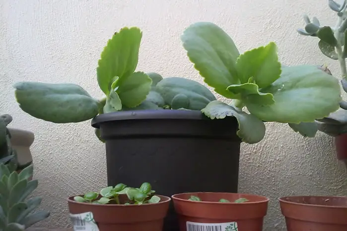 Kalanchoe propagation