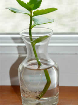 Kalanchoe water propagation