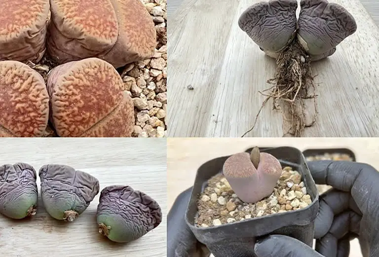 Lithops Propagation