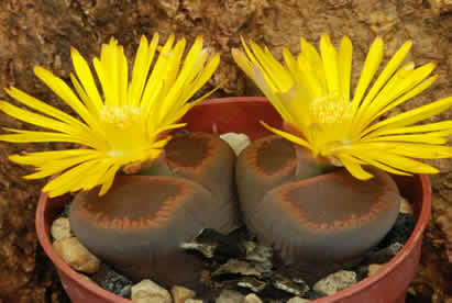 Lithops aucampiae