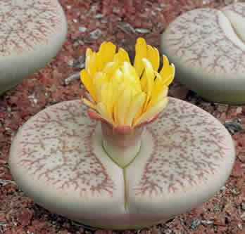 Lithops coleorum