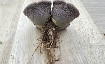Lithops division