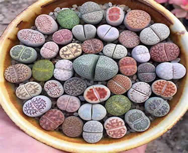 Lithops living stones