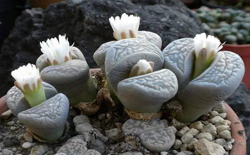 Lithops marmorata