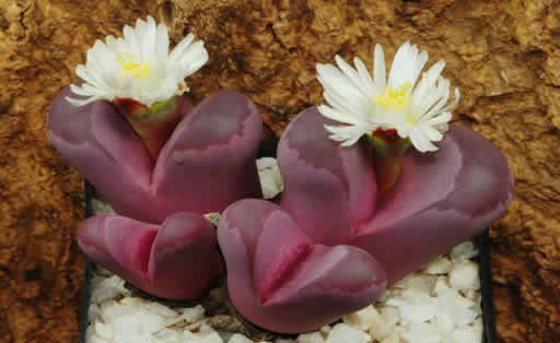 Lithops optica Rubra