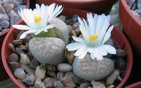 Lithops salicola