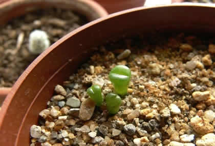 Lithops seedlings