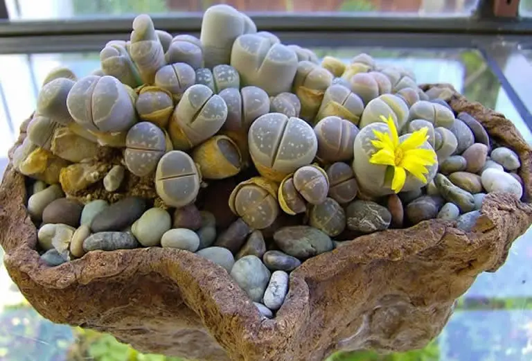 Lithops living stones