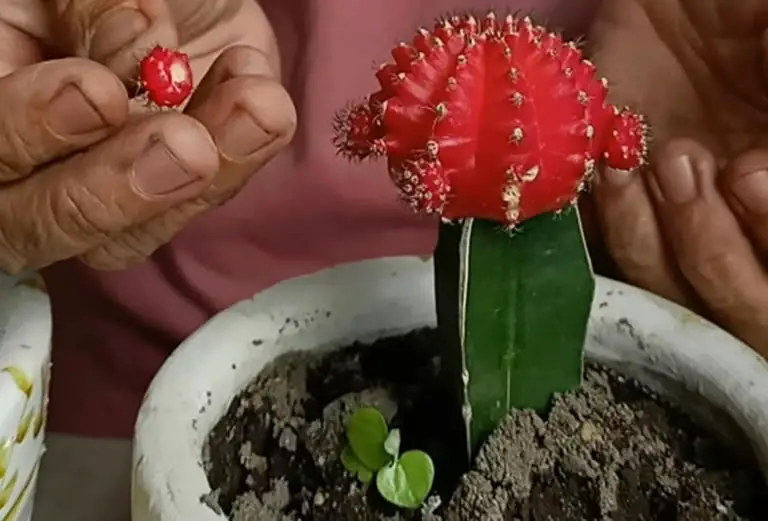 Moon Cactus Propagation