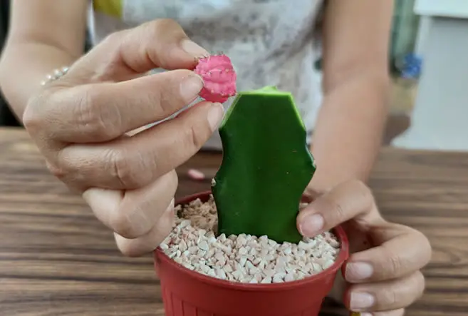 Moon cactus grafting