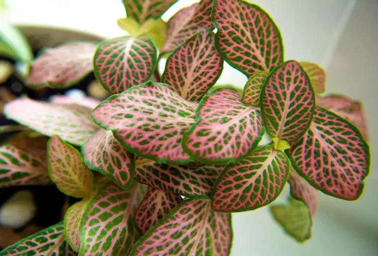 Nerve Plant Fittonia
