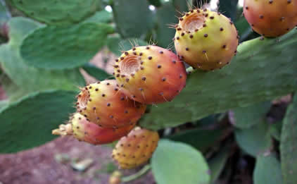 Opuntia ficus indica