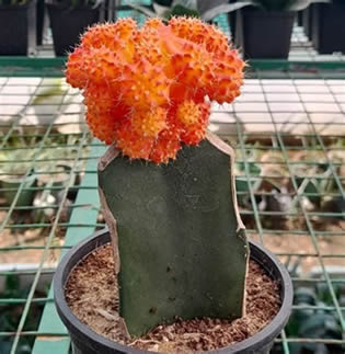Orange Flame Moon Cactus