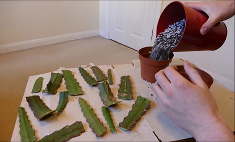 Orchid Cactus Epiphyllum stem cuttings