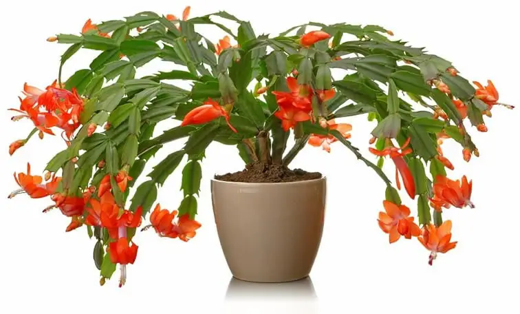 Orchid Cactus Epiphyllum