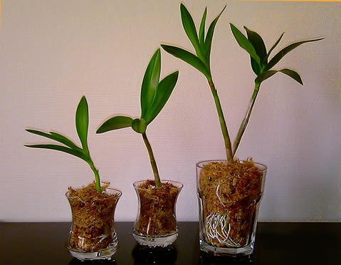 Orchid Keiki separation
