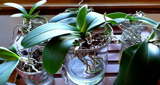 Orchid cuttings water propagation