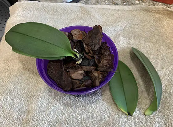 Orchid leaf propagation