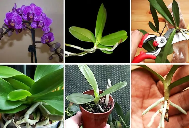 Orchid propagation