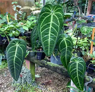 Outdoor Anthurium Warocqueanum