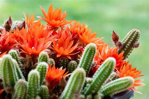 Outdoor Peanut Cactus