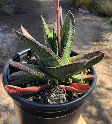 Outdoor potted Gasteria