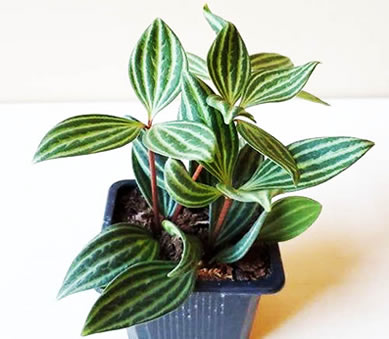 Parallel Peperomia