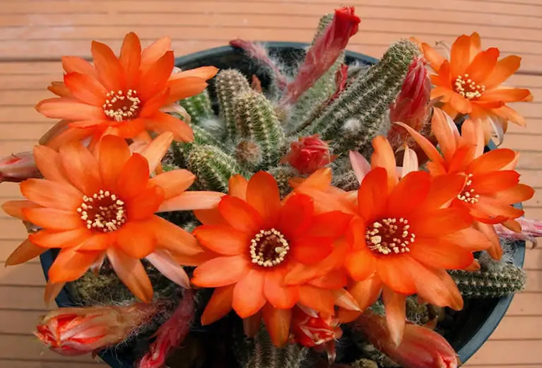 Peanut Cactus Propagation