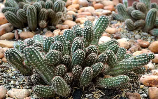 Peanut Cactus clusters