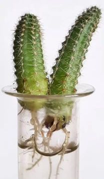 Peanut Cactus water propagation