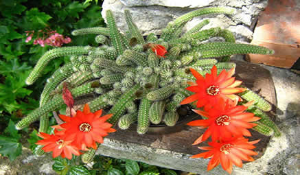 Peanut Cactus with multiple offsets