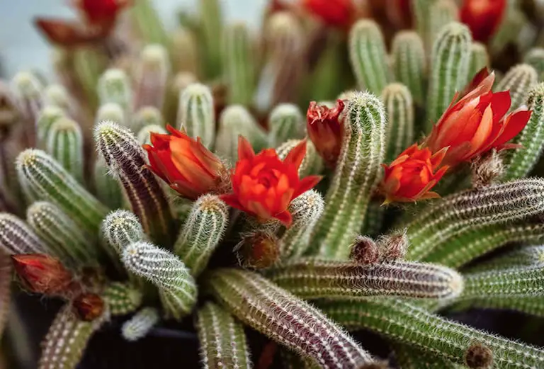 Peanut Cactus
