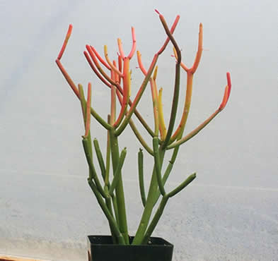 Pencil Cactus (Euphorbia tirucalli)