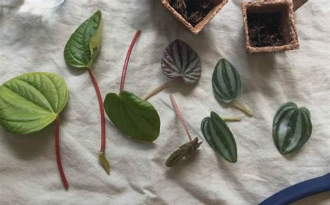 Peperomia leaf cutting