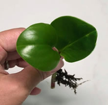 Peperomia stem cutting