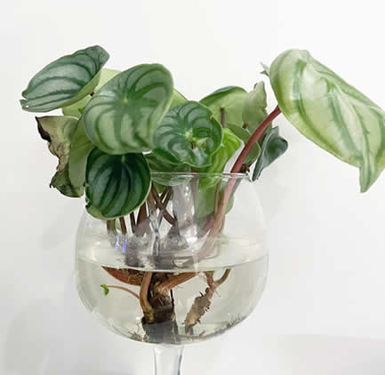 Peperomia water propagation