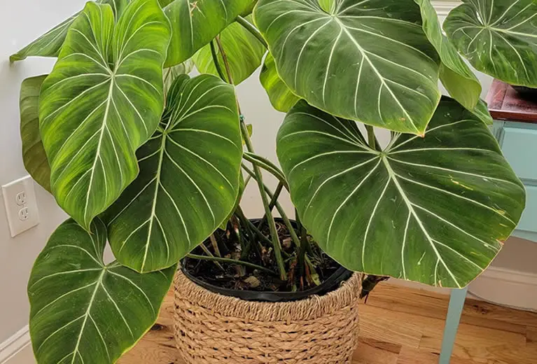 Philodendron